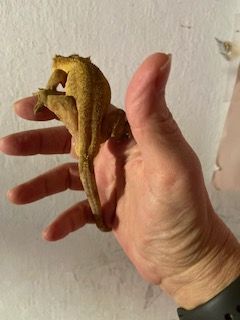 Shooting Star, a Adopted Gecko in Concord, CA image 2/2