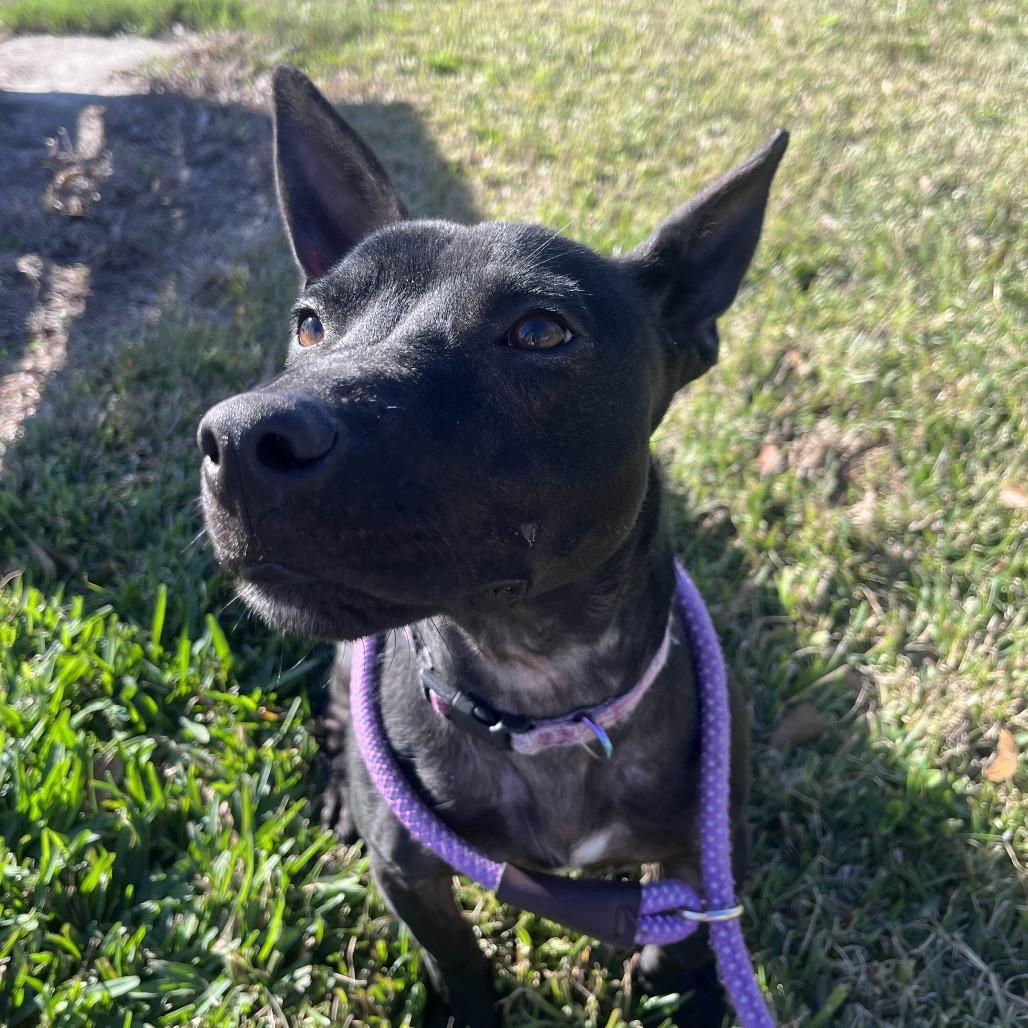 Ruth, Adoptable, Young Female Labrador Retriever & Cardigan Welsh Corgi.