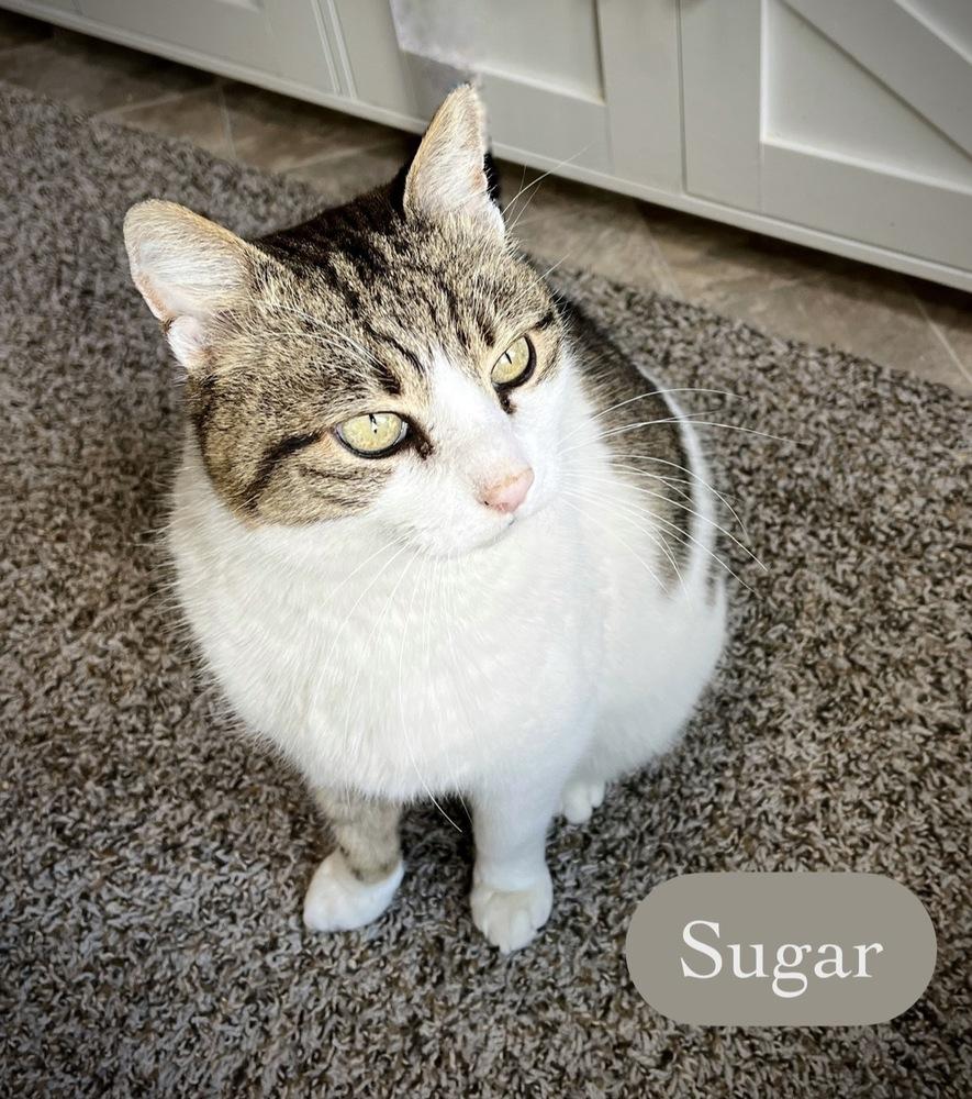 Enlarge Sugar, a Adoptable Domestic Short Hair in Chalfont, PA image 1/6