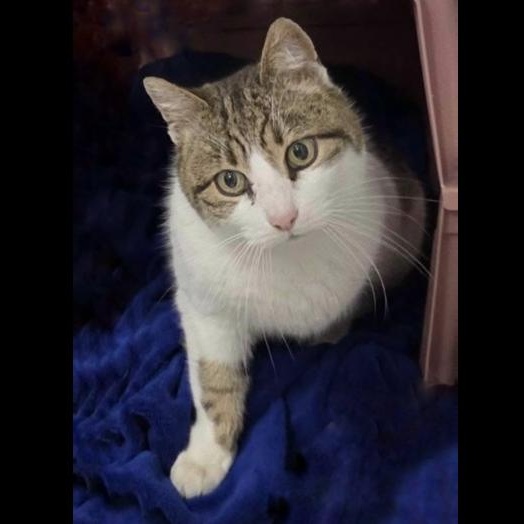 Enlarge Sugar, a Adoptable Domestic Short Hair in Chalfont, PA image 2/6