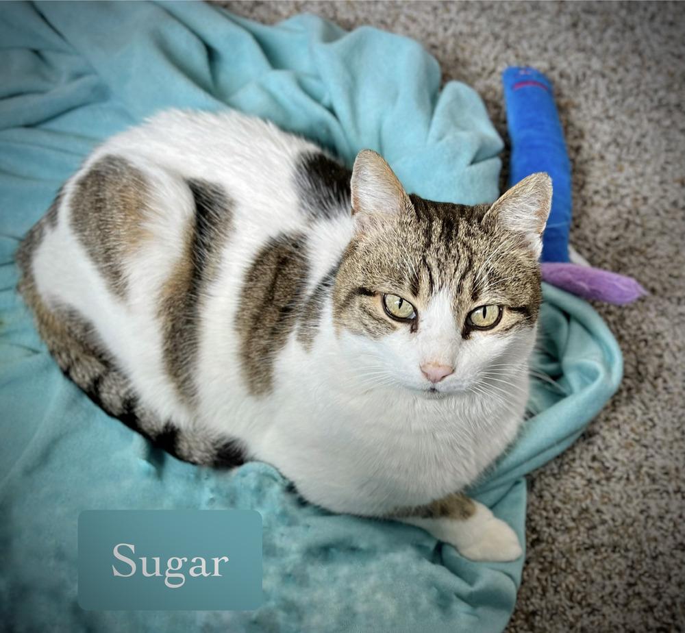 Enlarge Sugar, a Adoptable Domestic Short Hair in Chalfont, PA image 3/6