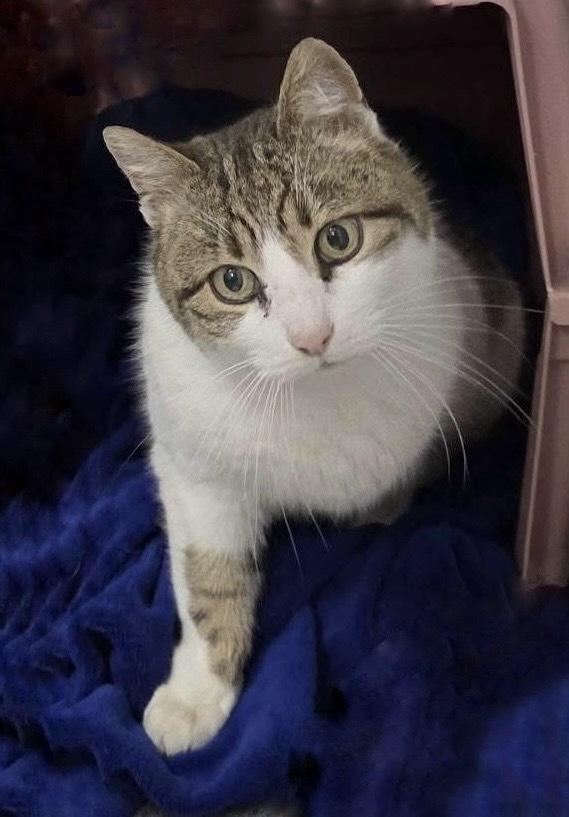 Enlarge Sugar, a Adoptable Domestic Short Hair in Chalfont, PA image 4/6