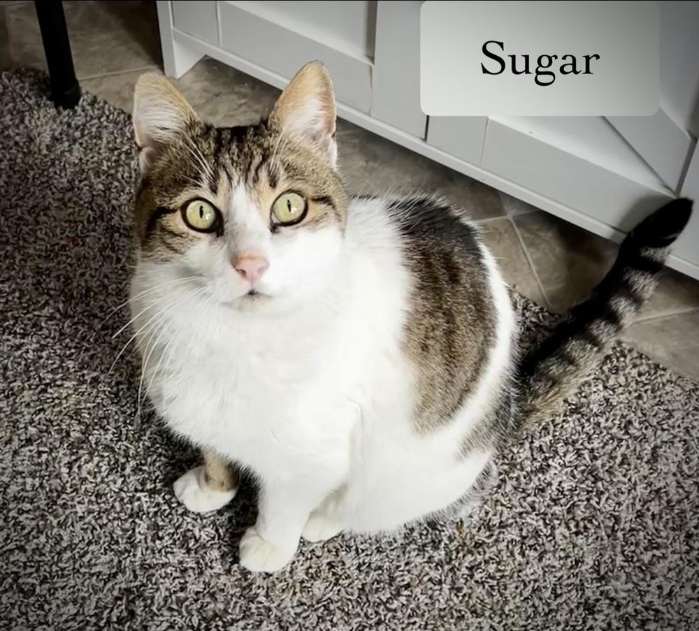Enlarge Sugar, a Adoptable Domestic Short Hair in Chalfont, PA image 5/6