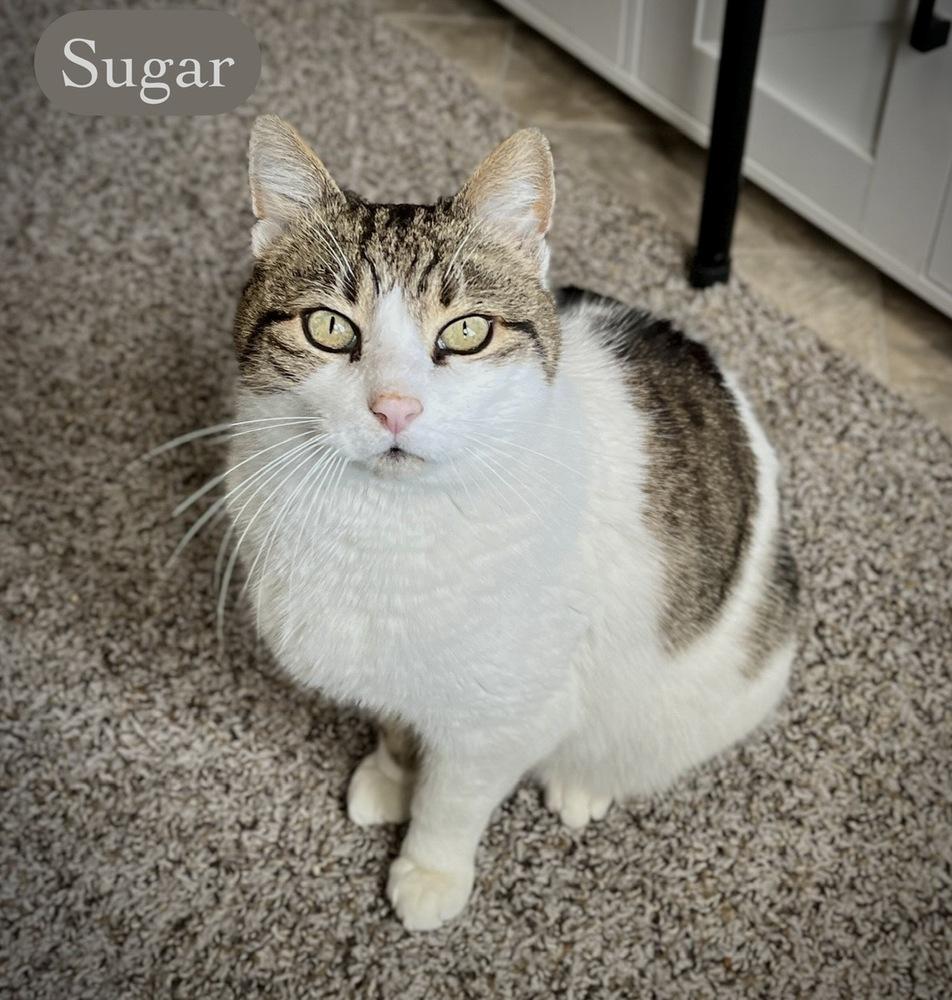 Enlarge Sugar, a Adoptable Domestic Short Hair in Chalfont, PA image 6/6