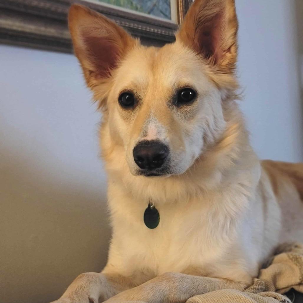 Petunia, Adoptable, Adult Female Mixed Breed.