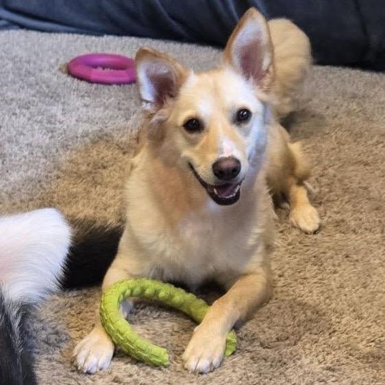 Petunia, a Adoptable Mixed Breed in Hutchinson, MN image 2/6