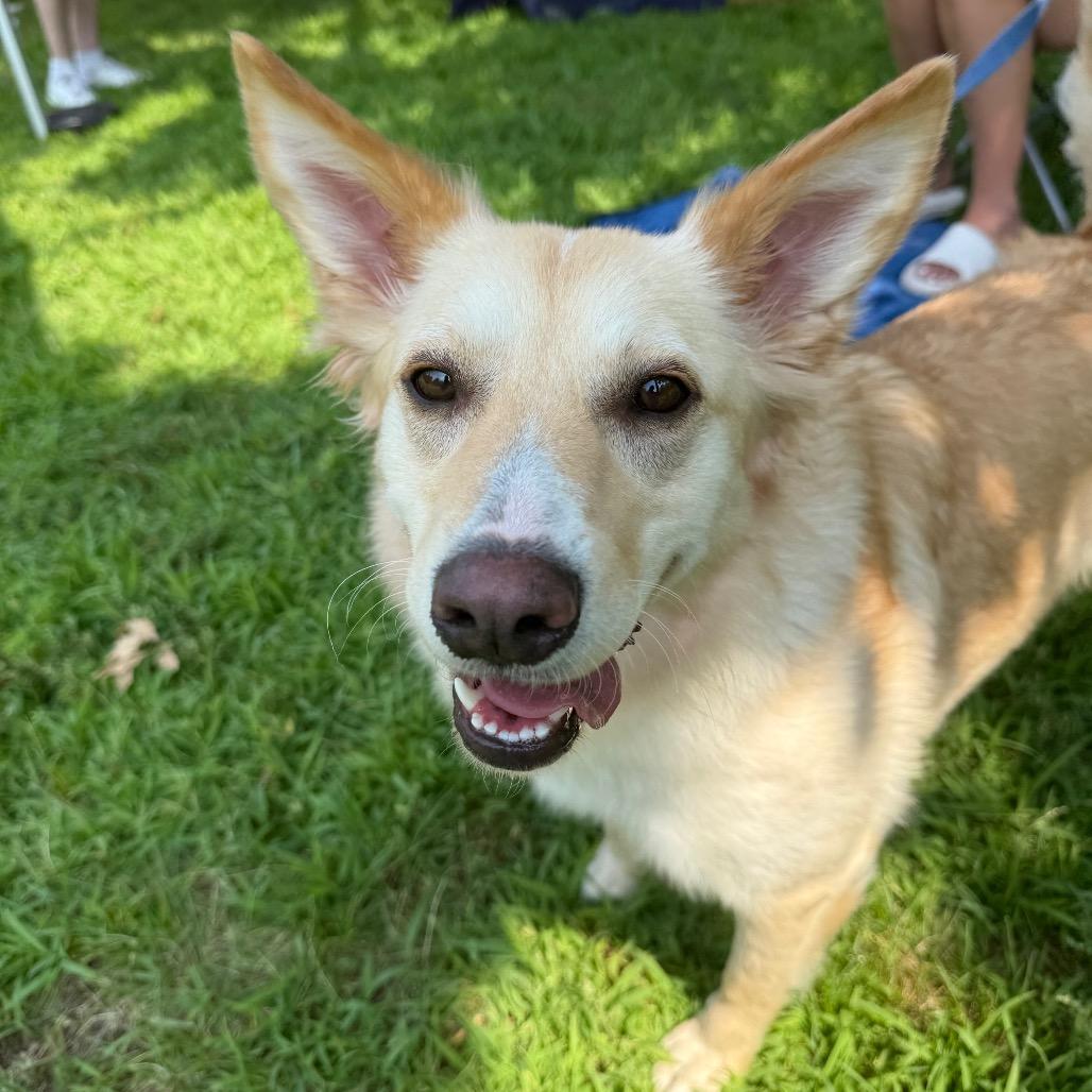 Petunia, a Adoptable Mixed Breed in Hutchinson, MN image 3/6