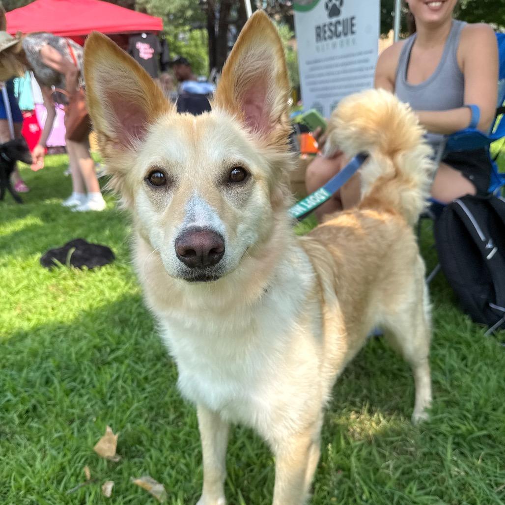 Petunia, a Adoptable Mixed Breed in Hutchinson, MN image 4/6