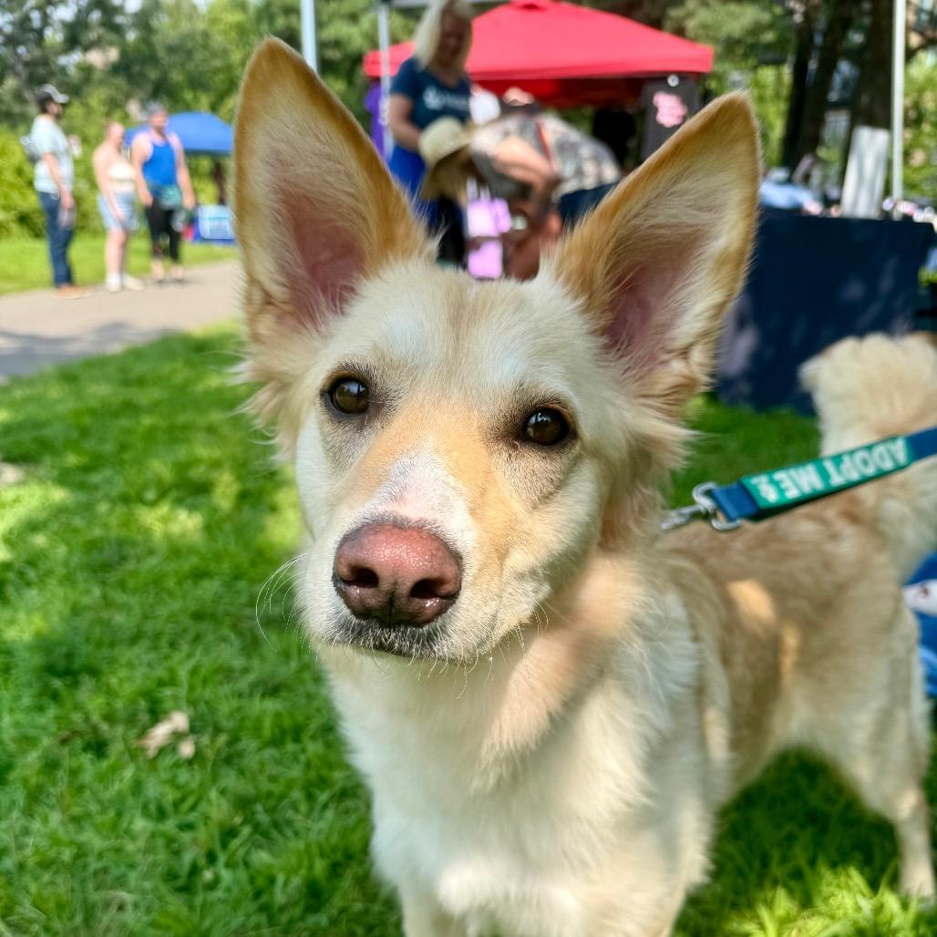 Petunia, a Adoptable Mixed Breed in Hutchinson, MN image 5/6