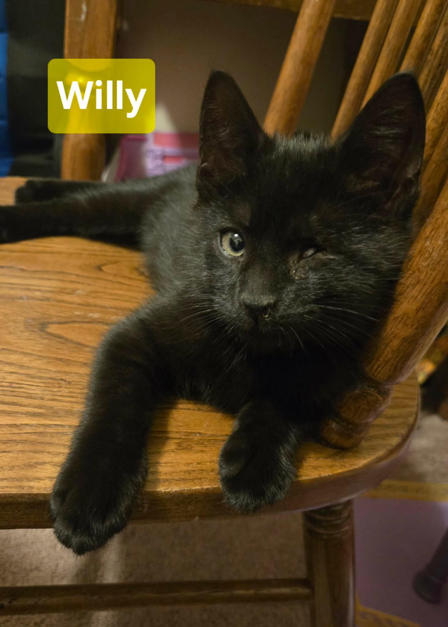 Affectionate Willy, Adoptable, Kitten Male Domestic Short Hair.