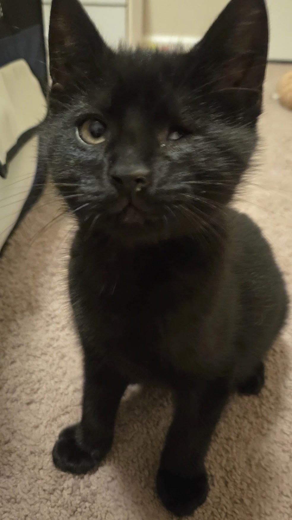 Enlarge Affectionate Willy, a Adoptable Domestic Short Hair in Coatesville, PA image 2/3