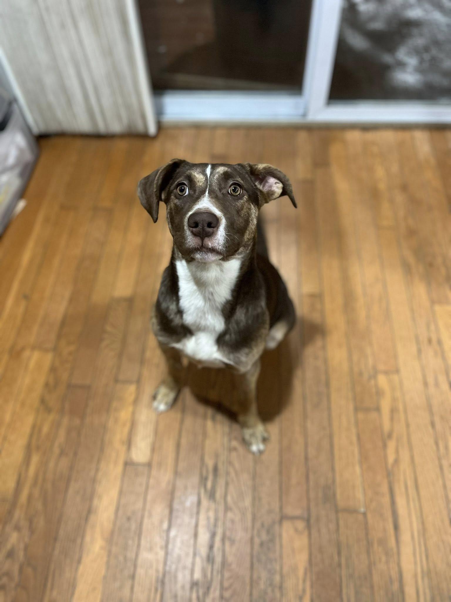 Enlarge Samantha! Dog/Cat/Kid friendly!, a ADOPTABLE mixed breed in Port Huron, MI image 4/4