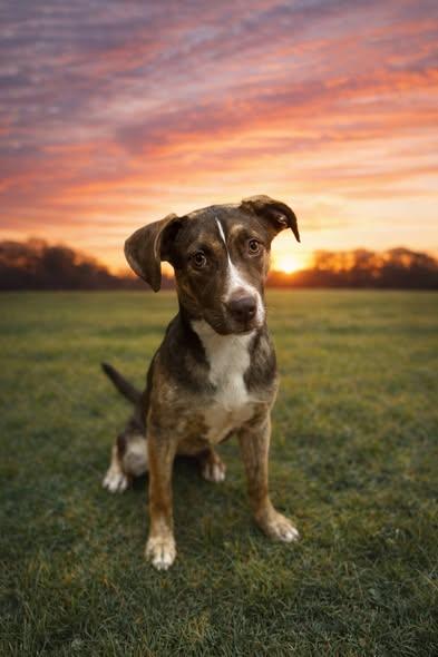 Enlarge Samantha! Dog/Cat/Kid friendly!, a ADOPTABLE mixed breed in Port Huron, MI image 2/4