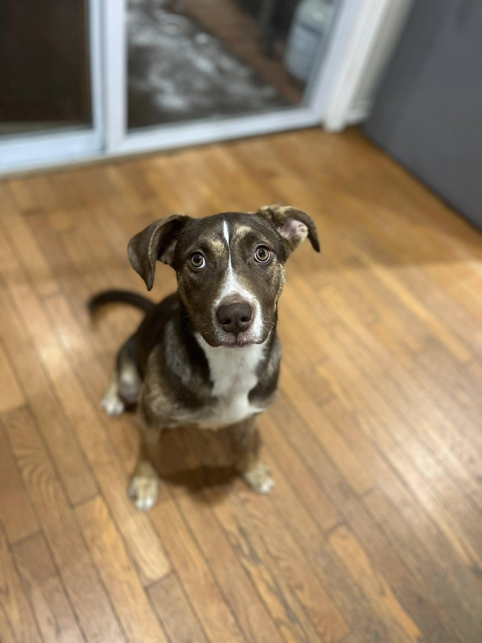 Enlarge Samantha! Dog/Cat/Kid friendly!, a ADOPTABLE mixed breed in Port Huron, MI image 1/4