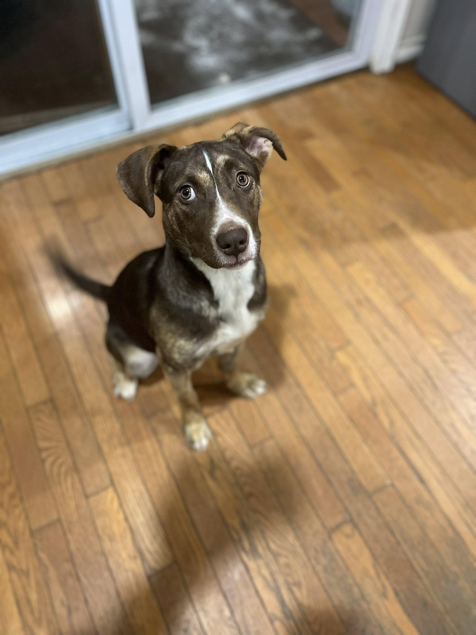 Enlarge Samantha! Dog/Cat/Kid friendly!, a ADOPTABLE mixed breed in Port Huron, MI image 3/4