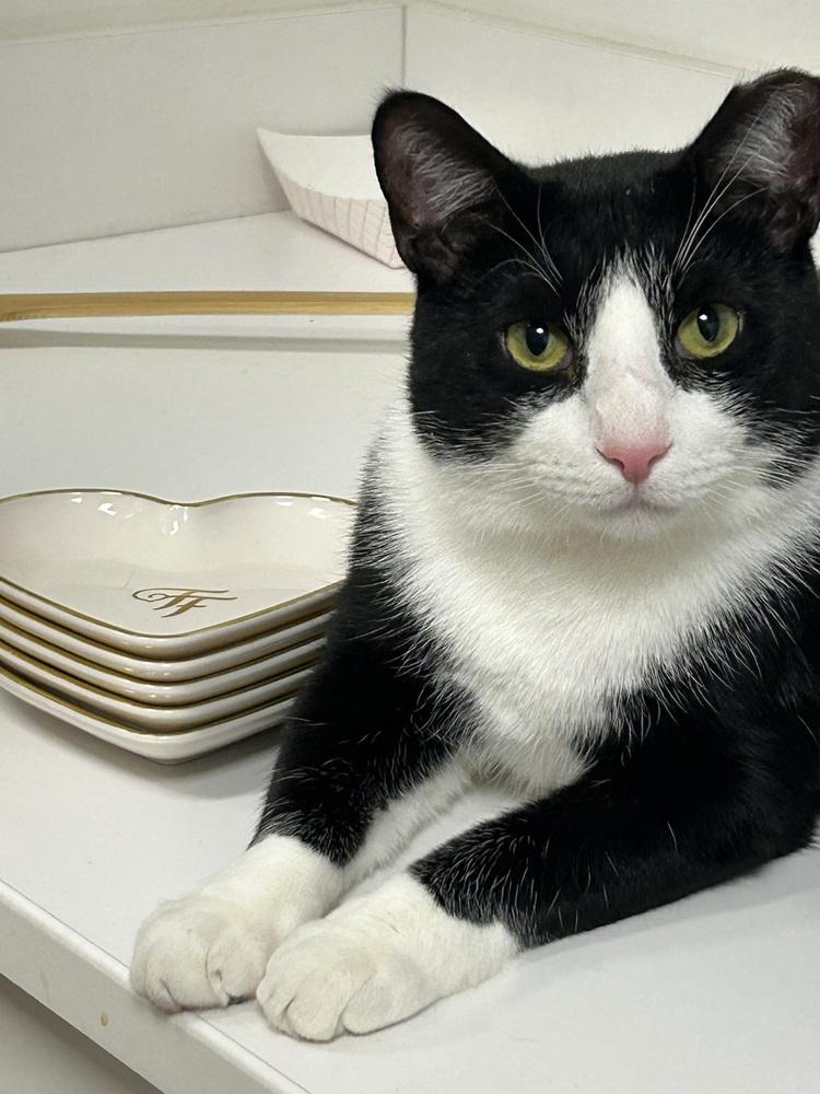 Chicken, Adoptable, Adult Male Domestic Short Hair.