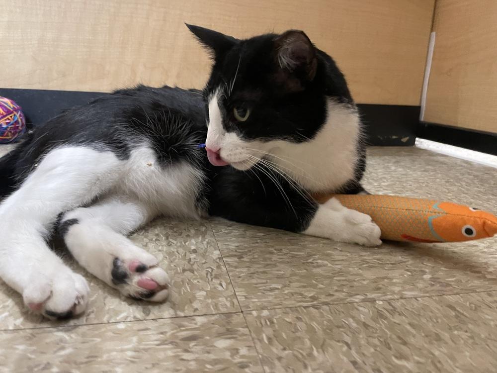 Chicken, a Adoptable Domestic Short Hair in East hartford, CT image 2/6