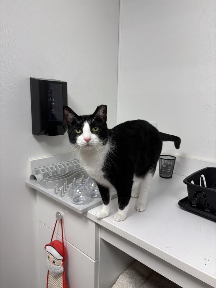 Chicken, a Adoptable Domestic Short Hair in East hartford, CT image 3/6