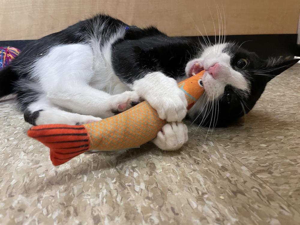 Chicken, a Adoptable Domestic Short Hair in East hartford, CT image 4/6
