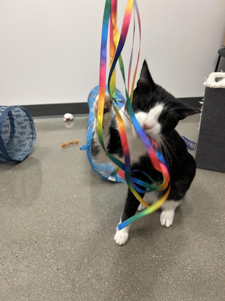 Enlarge Chicken, a Adoptable Domestic Short Hair in East hartford, CT image 4/5