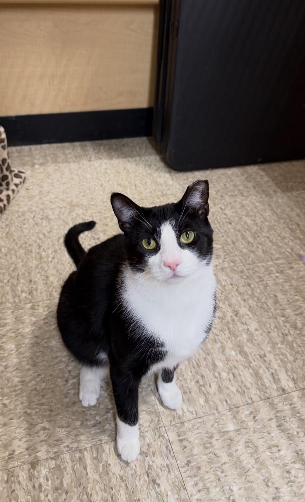 Enlarge Chicken, a Adoptable Domestic Short Hair in East hartford, CT image 5/6