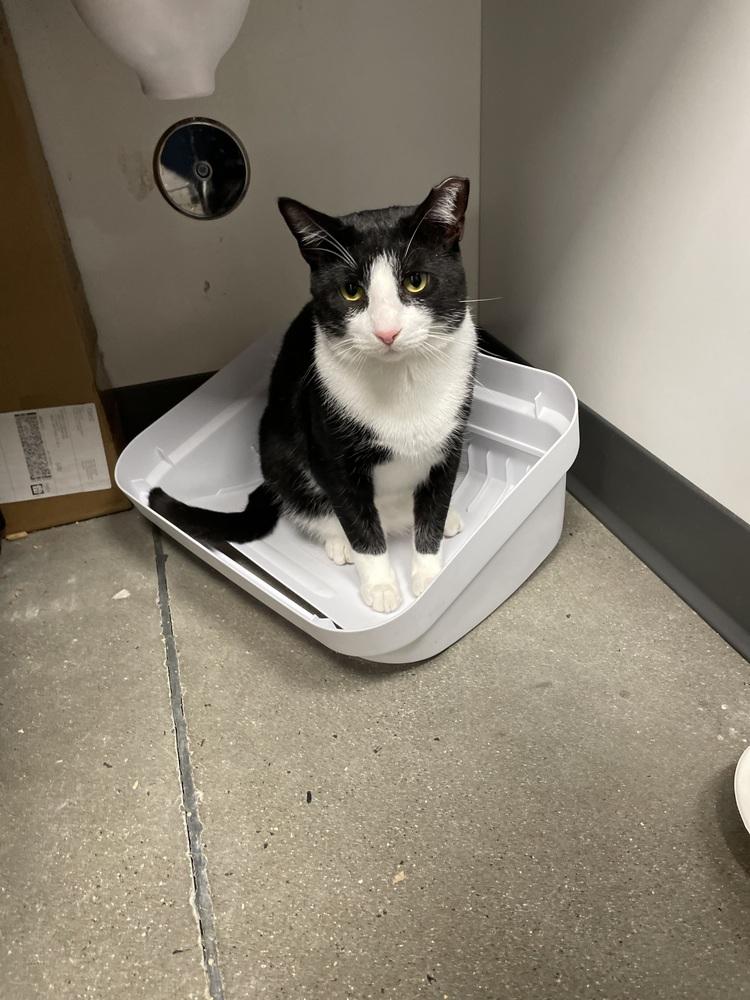 Enlarge Chicken, a Adoptable Domestic Short Hair in East hartford, CT image 5/5