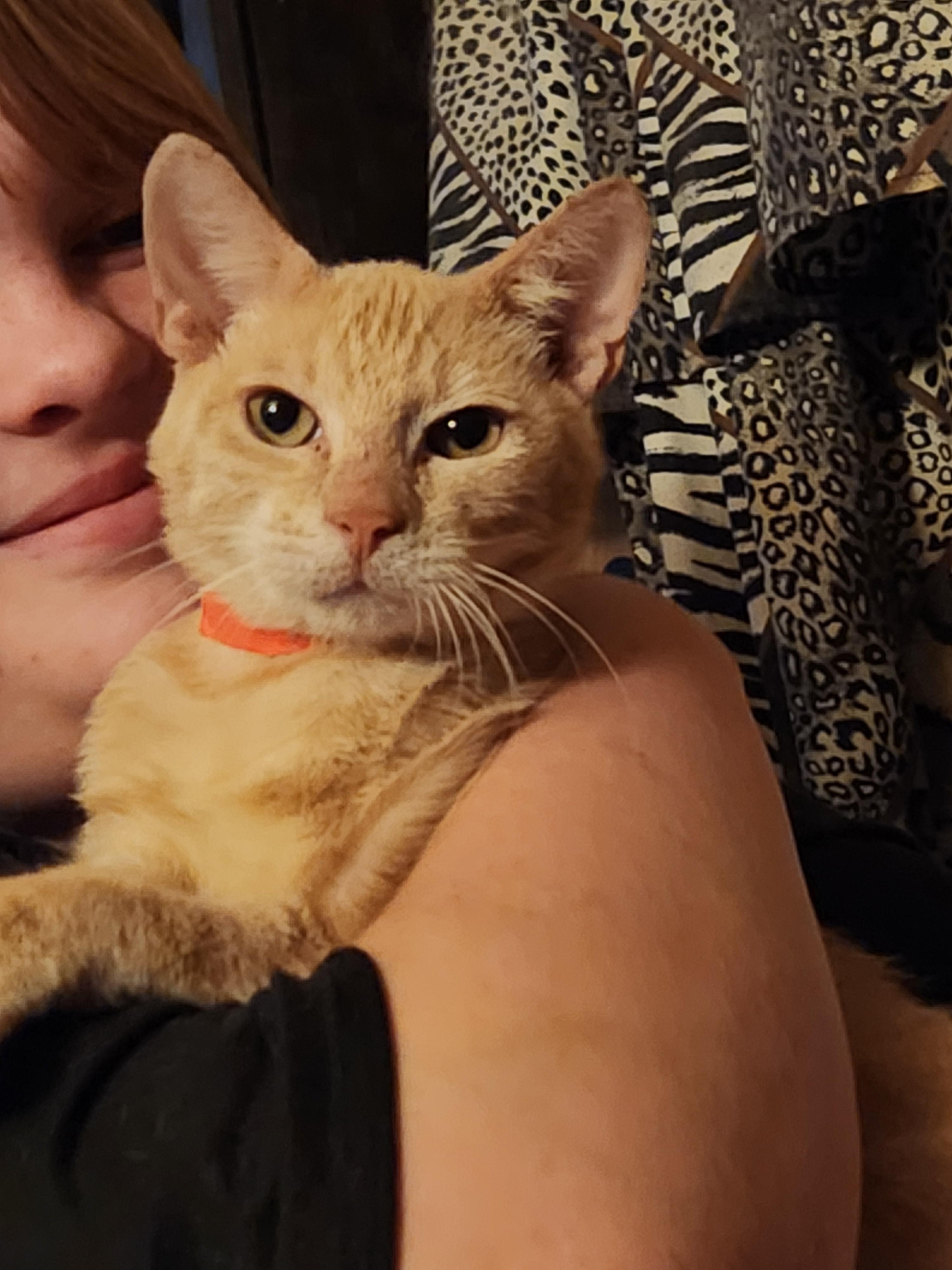 Enlarge Mercury , a ADOPTABLE Domestic Short Hair in Mount Pleasant, TX image 3/4