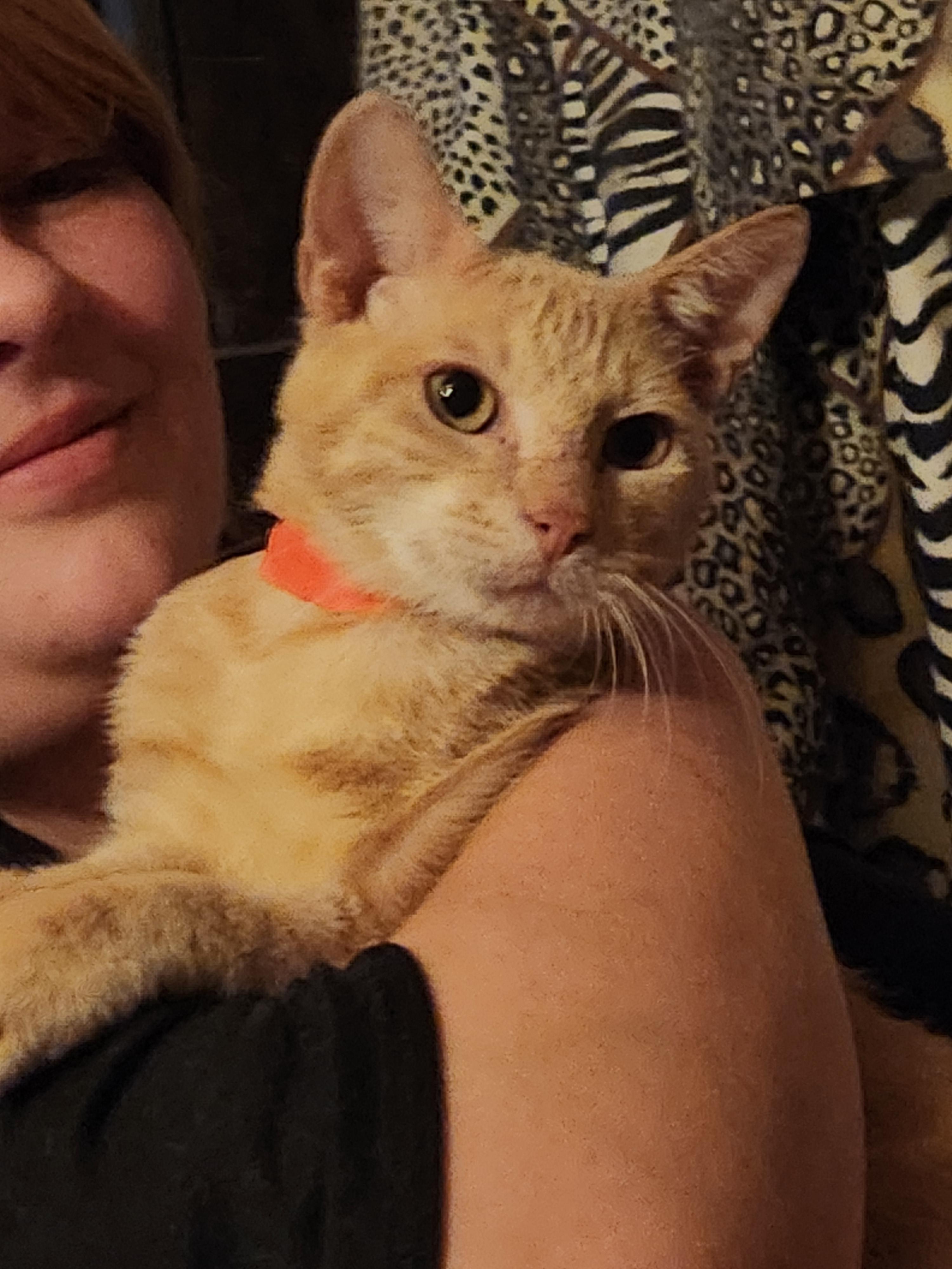 Enlarge Mercury , a ADOPTABLE Domestic Short Hair in Mount Pleasant, TX image 2/4