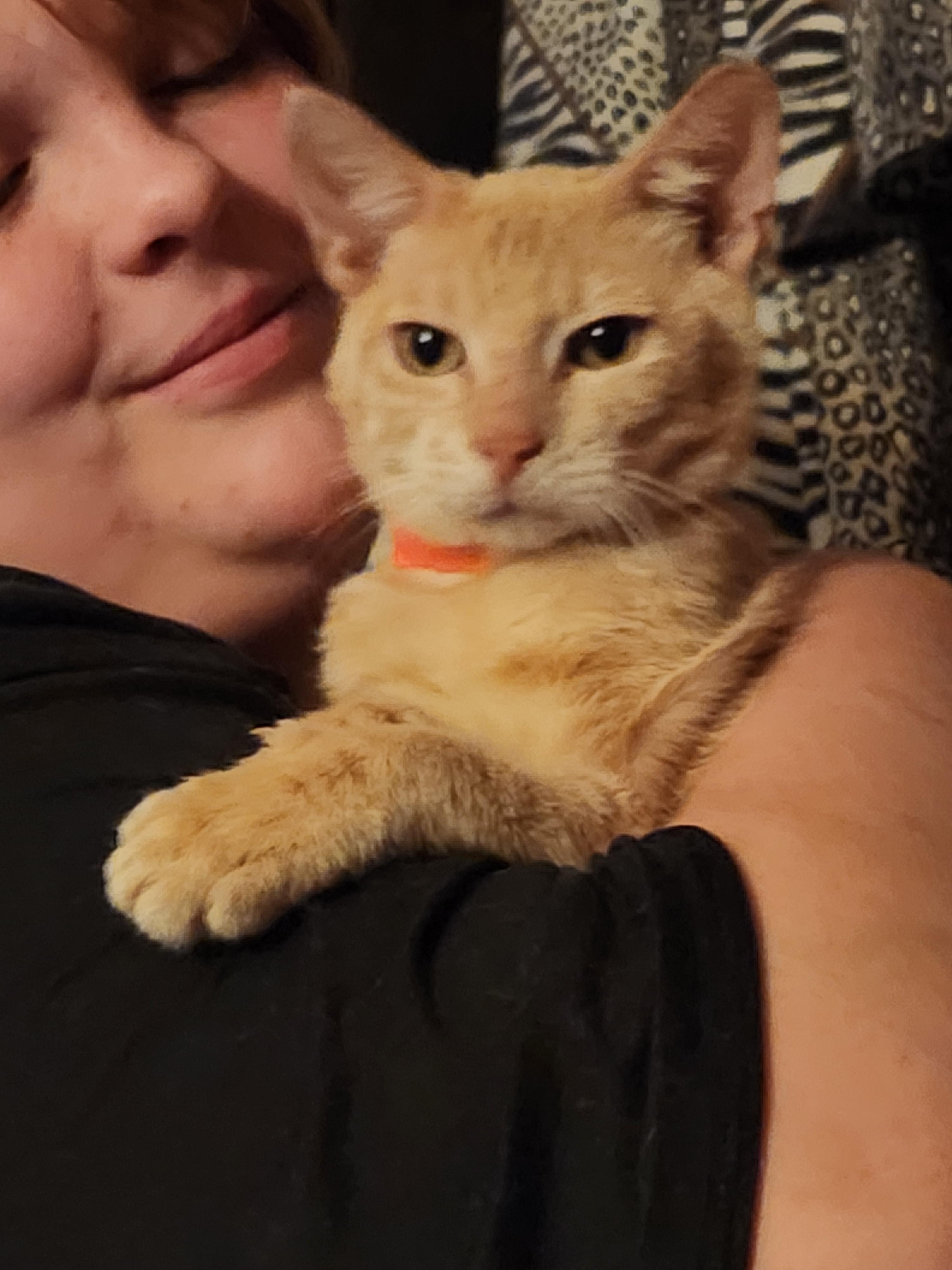 Enlarge Mercury , a ADOPTABLE Domestic Short Hair in Mount Pleasant, TX image 1/4