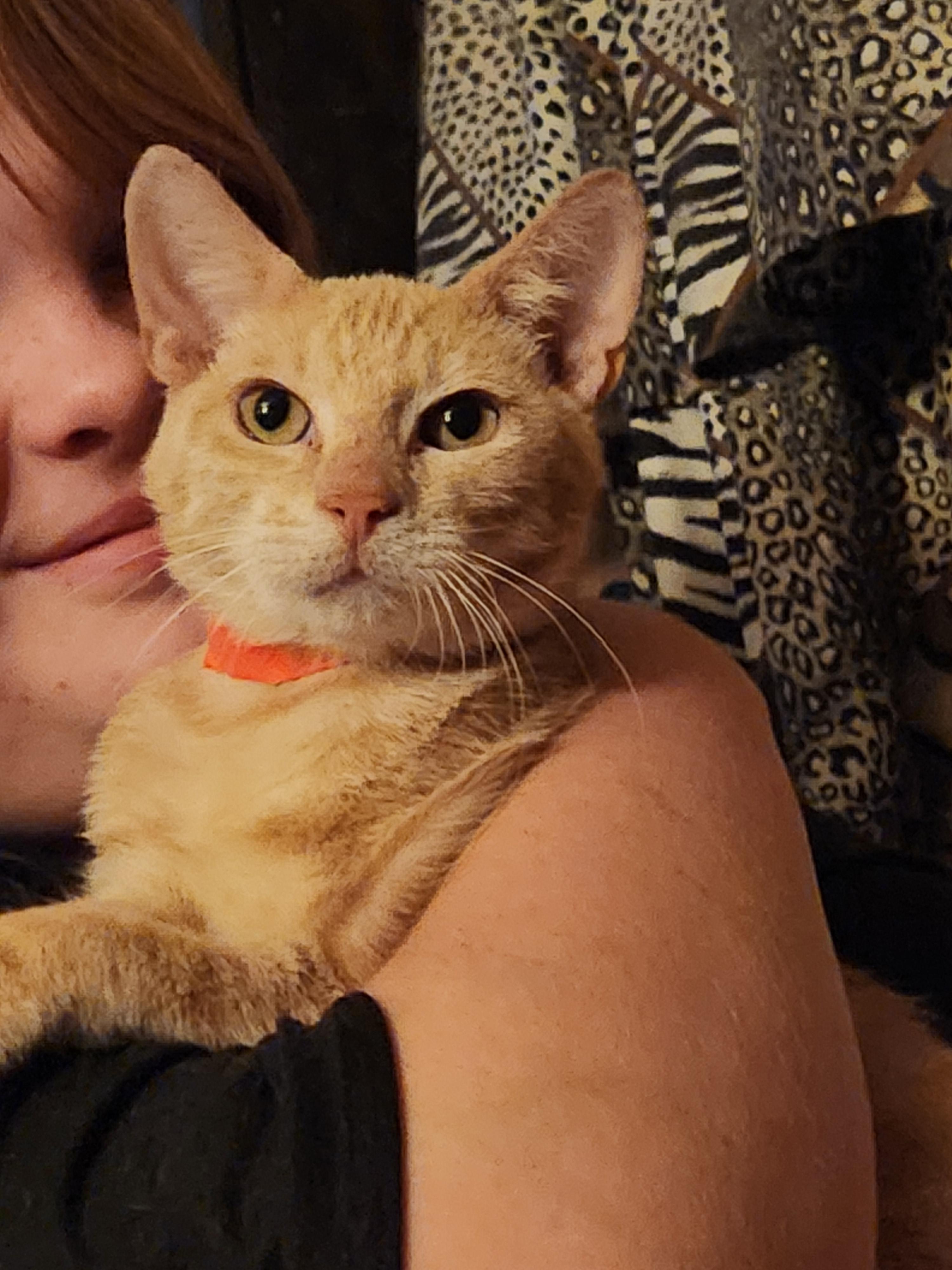 Enlarge Mercury , a ADOPTABLE Domestic Short Hair in Mount Pleasant, TX image 4/4