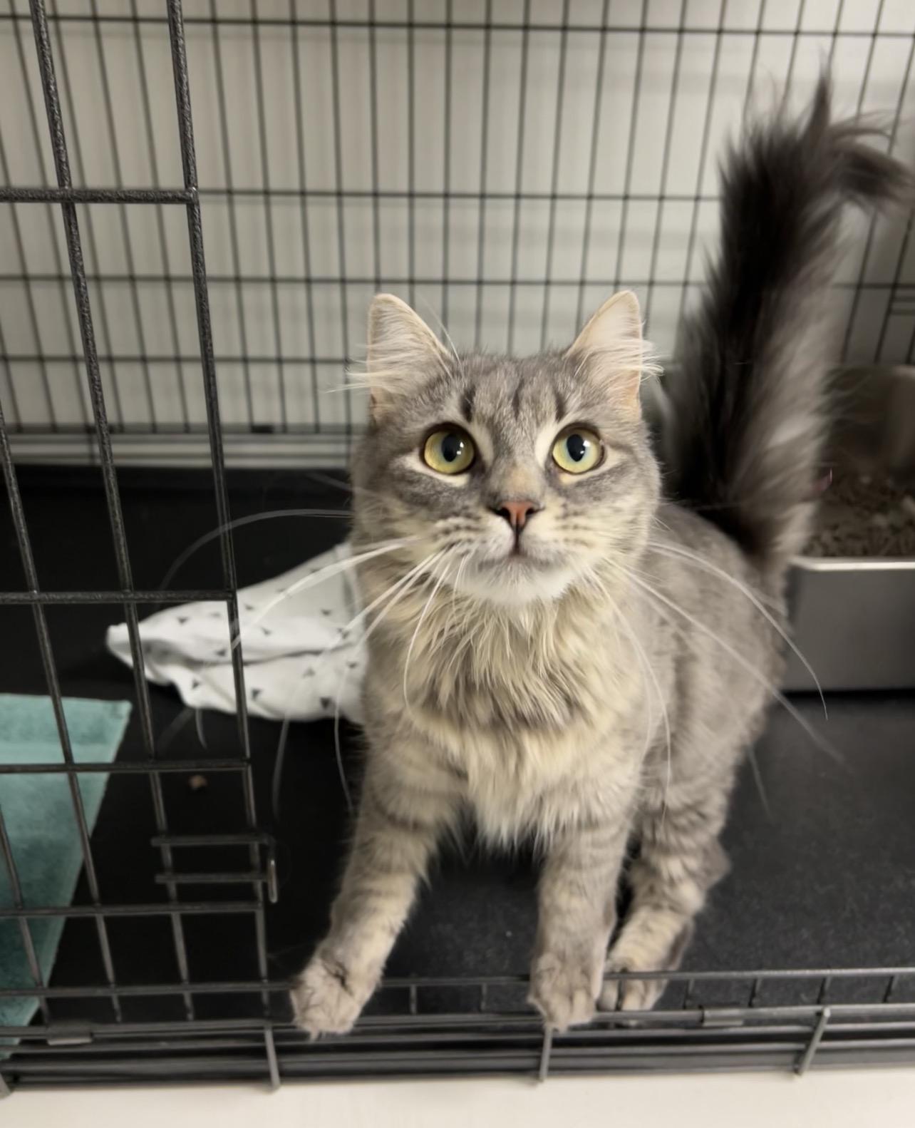 Maple, a ADOPTABLE Domestic Long Hair in Montville, NJ image 2/2