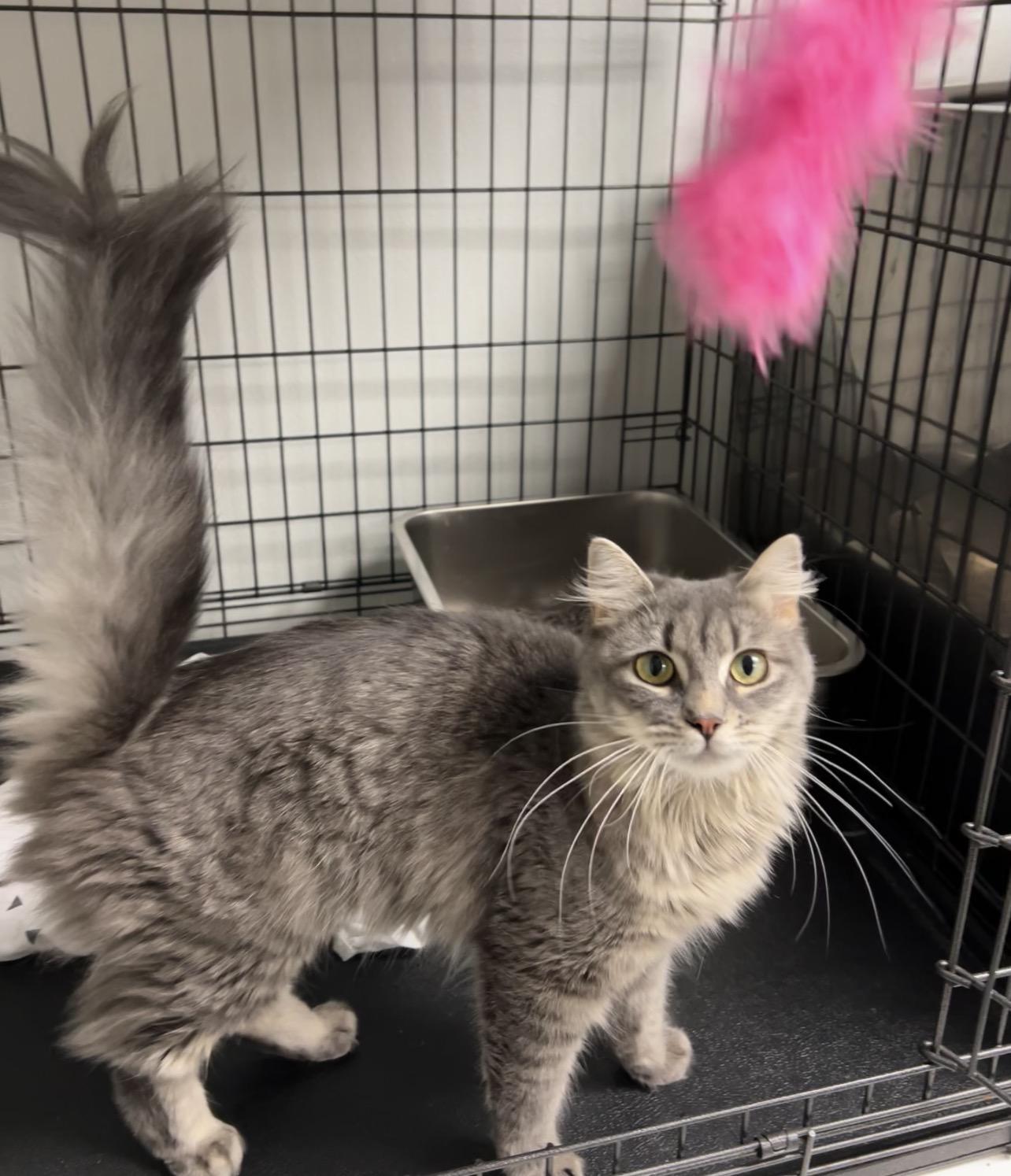 Maple, a ADOPTABLE Domestic Long Hair in Montville, NJ image 1/2