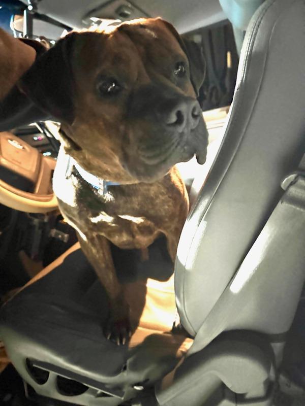 Bruno, Adoptable, Adult Male Pit Bull Terrier.