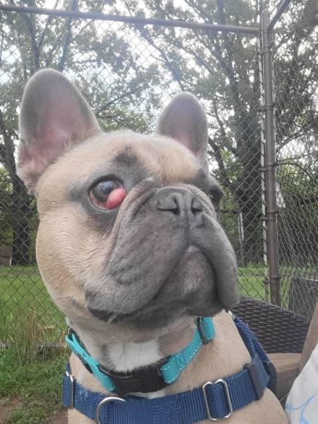Frisco, Adoptable, Adult Male French Bulldog.