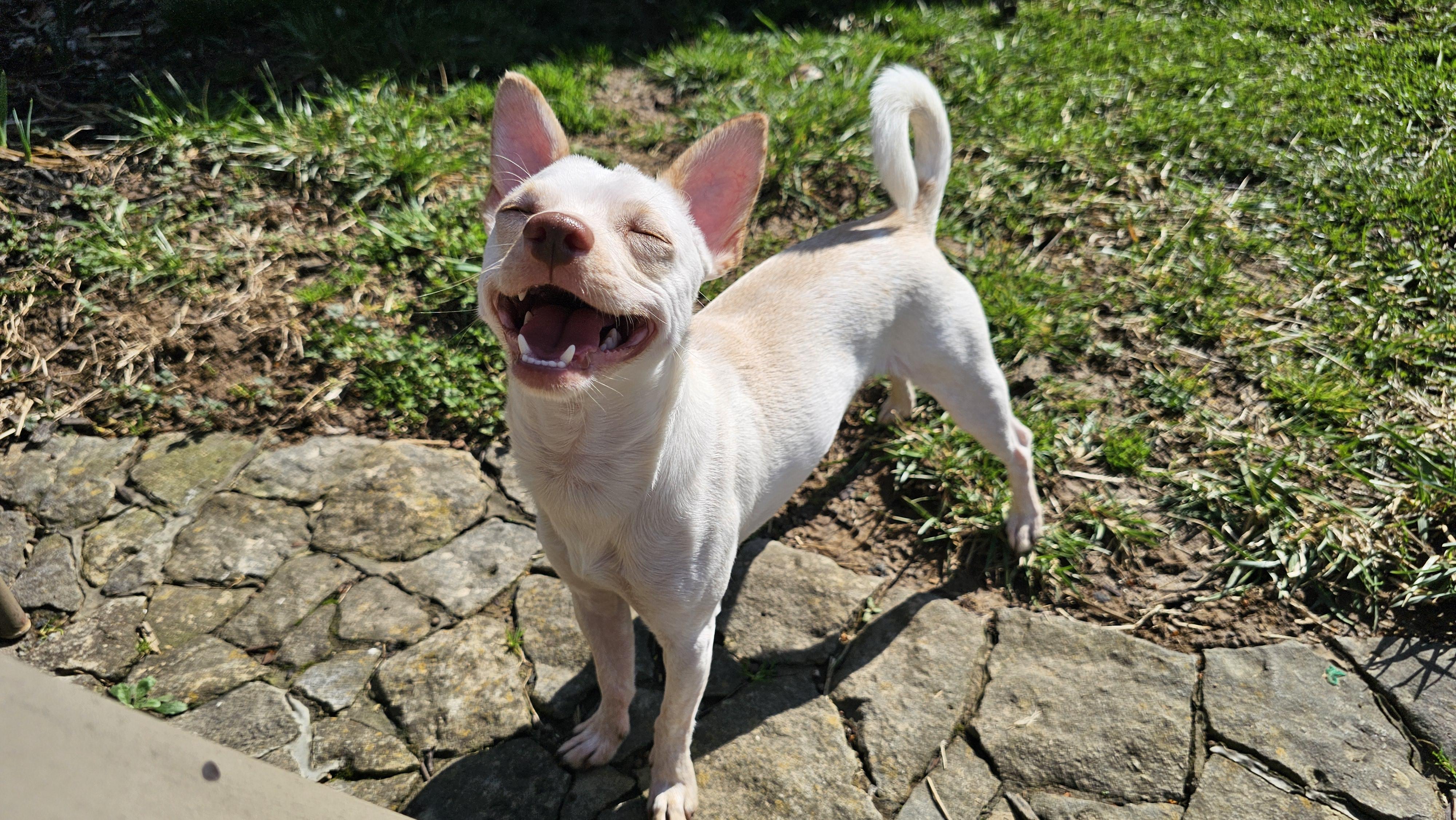 Enlarge Felix , a ADOPTABLE Chihuahua in Lexington, KY image 4/6