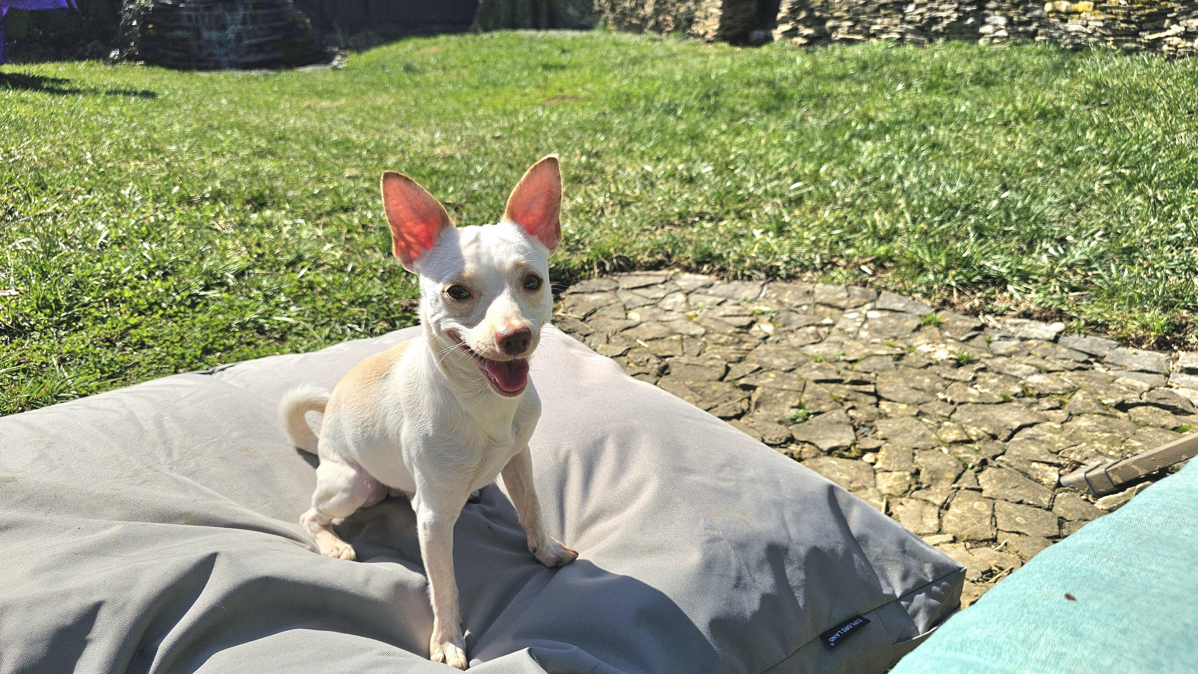 Enlarge Felix , a ADOPTABLE Chihuahua in Lexington, KY image 3/6