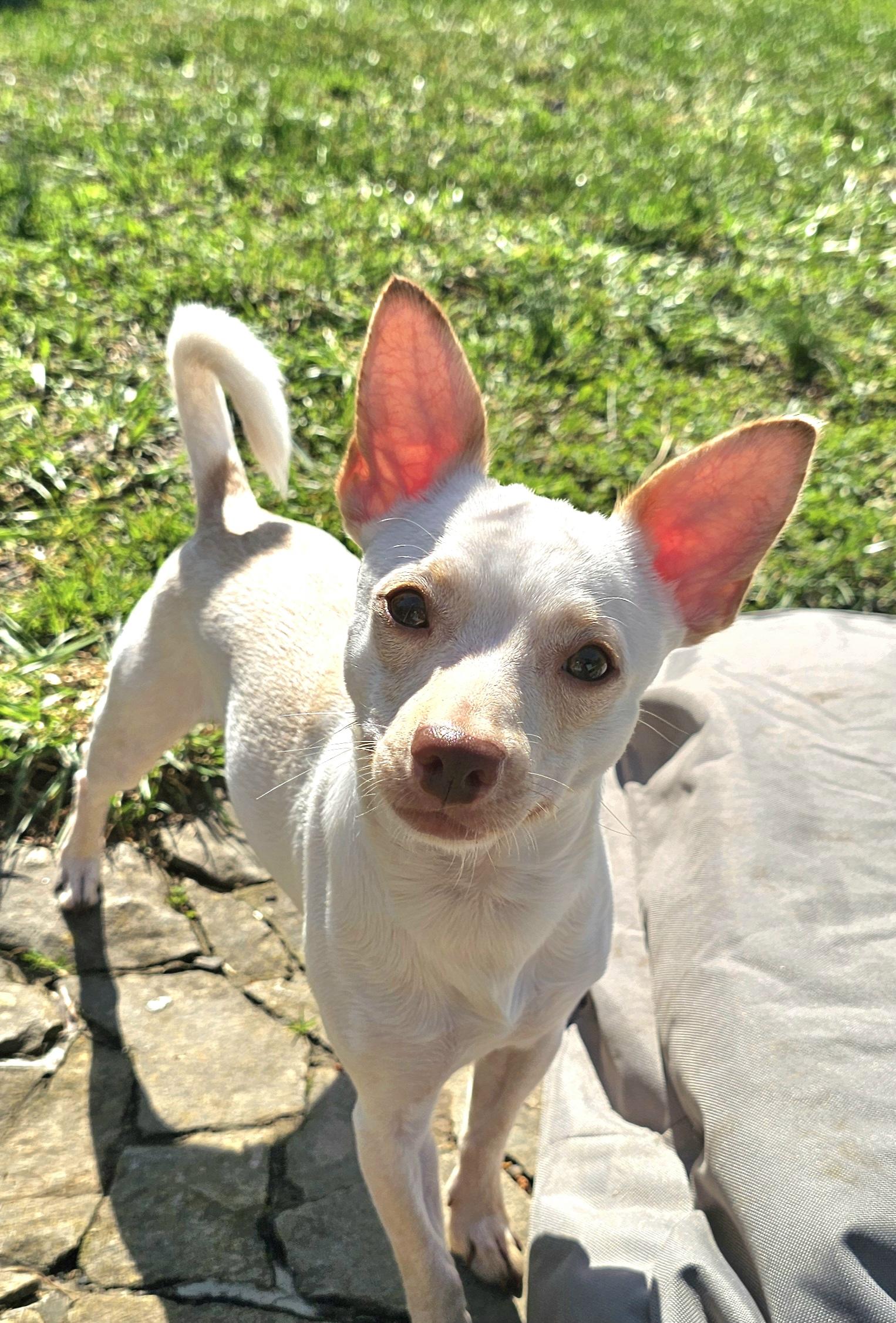 Enlarge Felix , a ADOPTABLE Chihuahua in Lexington, KY image 5/6