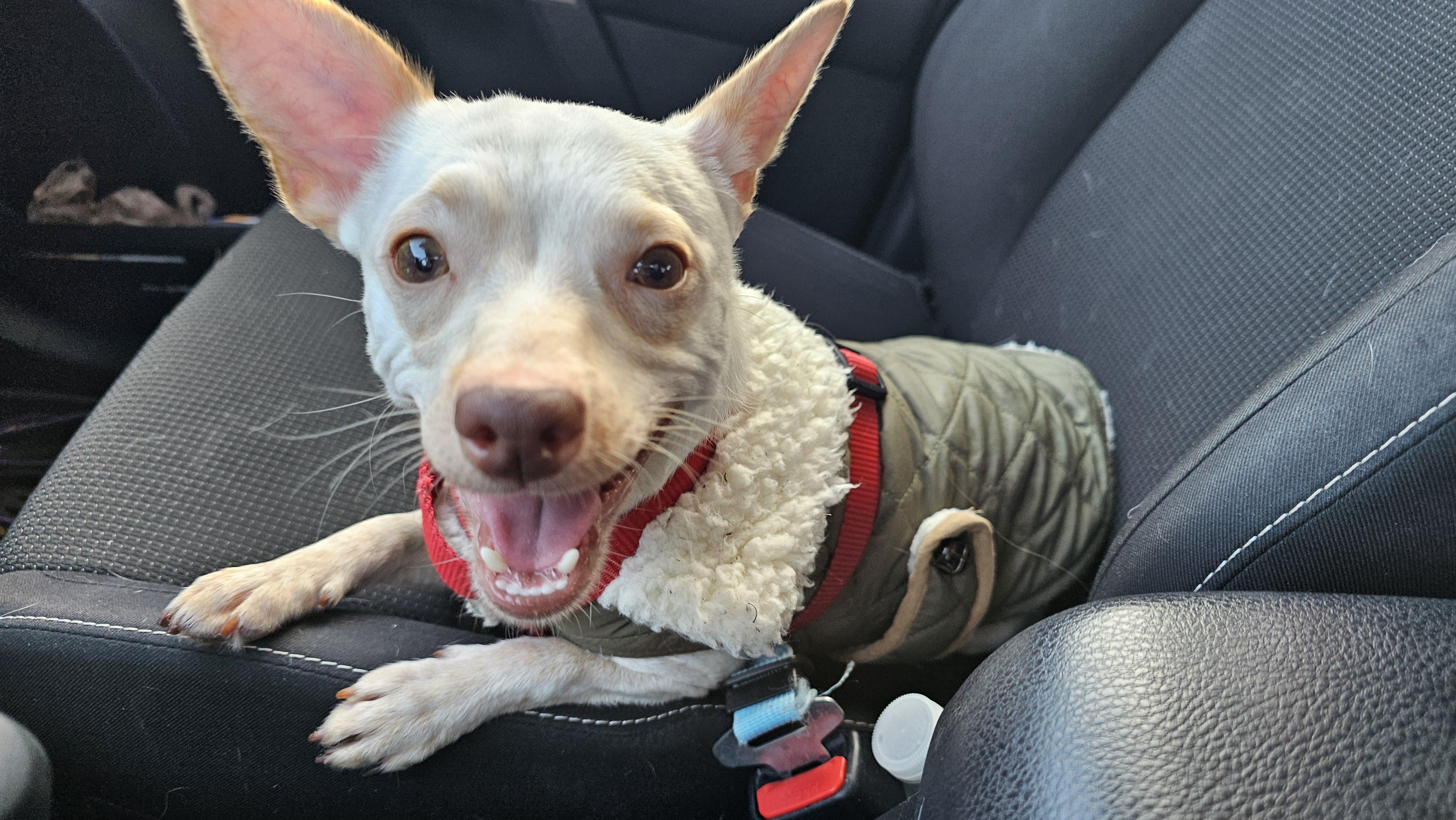 Enlarge Felix , a ADOPTABLE Chihuahua in Lexington, KY image 6/6