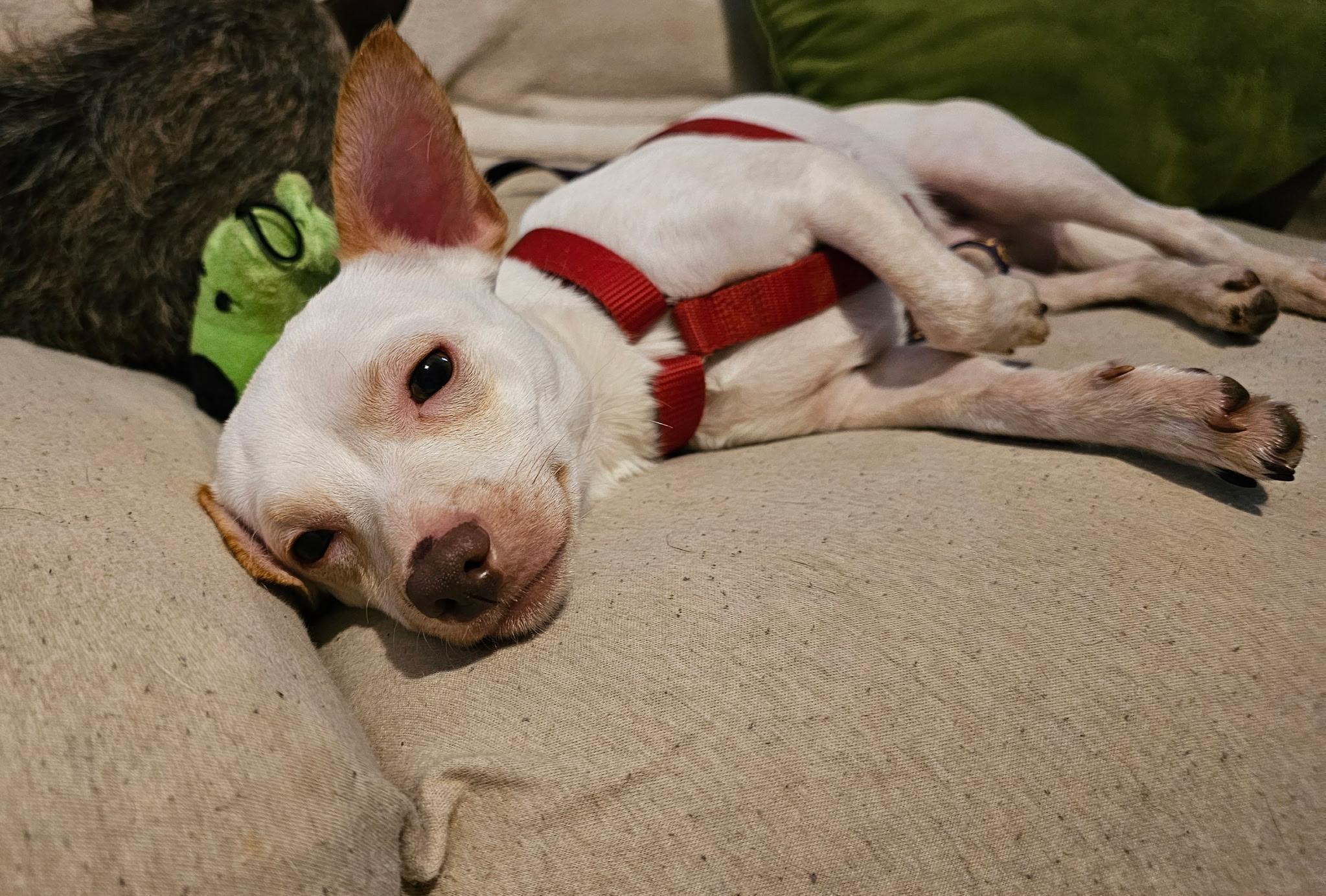 Enlarge Felix , a ADOPTABLE Chihuahua in Lexington, KY image 2/6