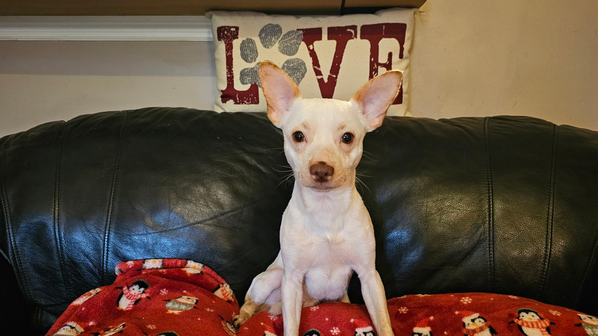 Enlarge Felix , a ADOPTABLE Chihuahua in Lexington, KY image 1/6