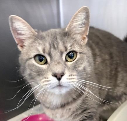 Jellybean, Adoptable, Young Female Domestic Short Hair.