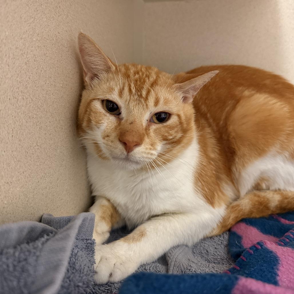 Enlarge Chicken Parm, a Adoptable Domestic Short Hair in Fredericksburg, VA image 2/6