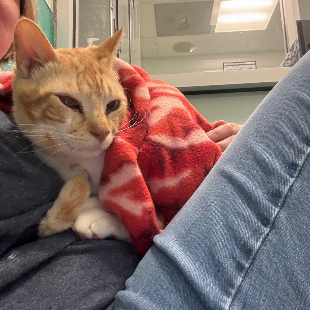 Enlarge Chicken Parm, a Adoptable Domestic Short Hair in Fredericksburg, VA image 3/6