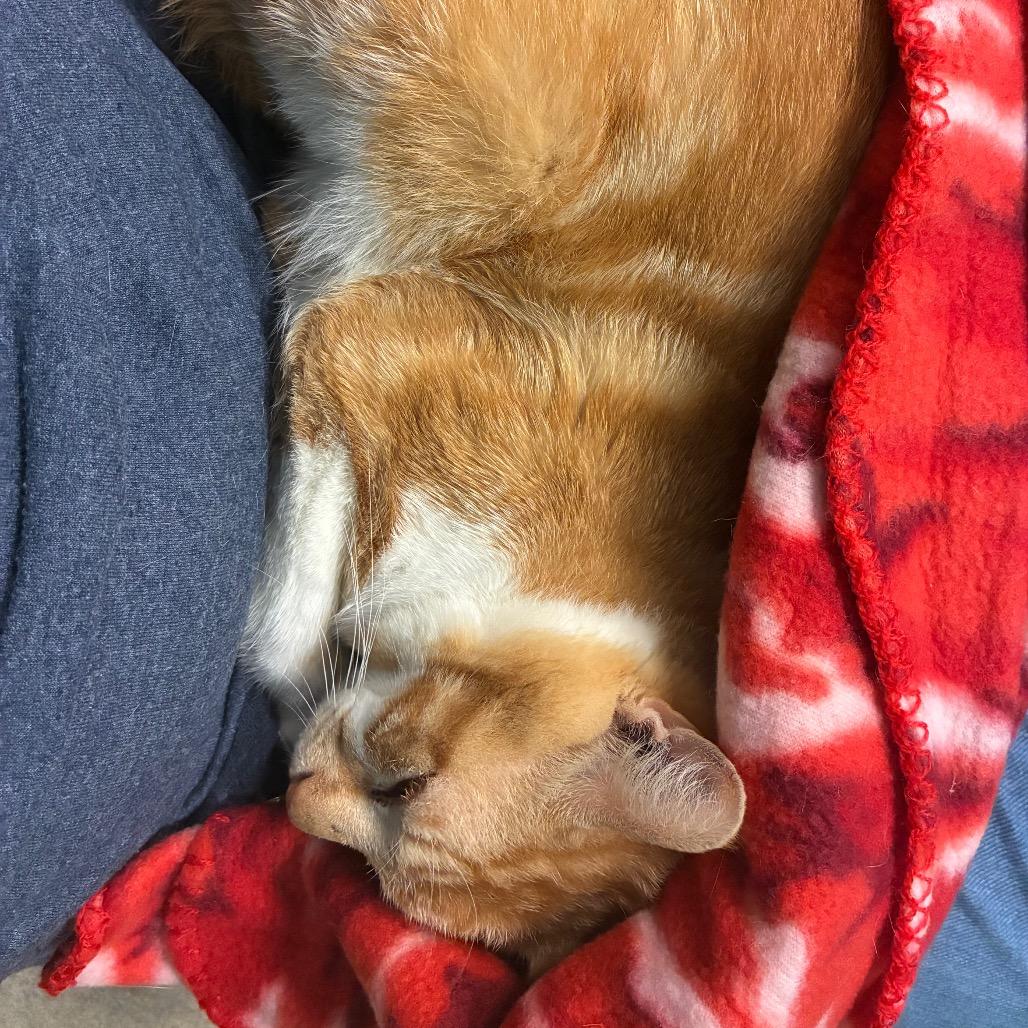 Enlarge Chicken Parm, a Adoptable Domestic Short Hair in Fredericksburg, VA image 4/6