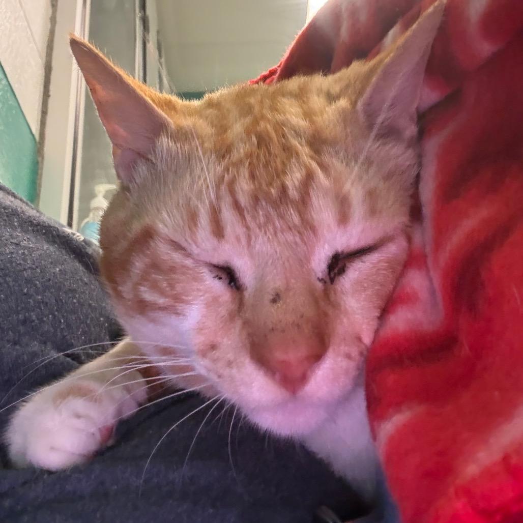 Enlarge Chicken Parm, a Adoptable Domestic Short Hair in Fredericksburg, VA image 5/6