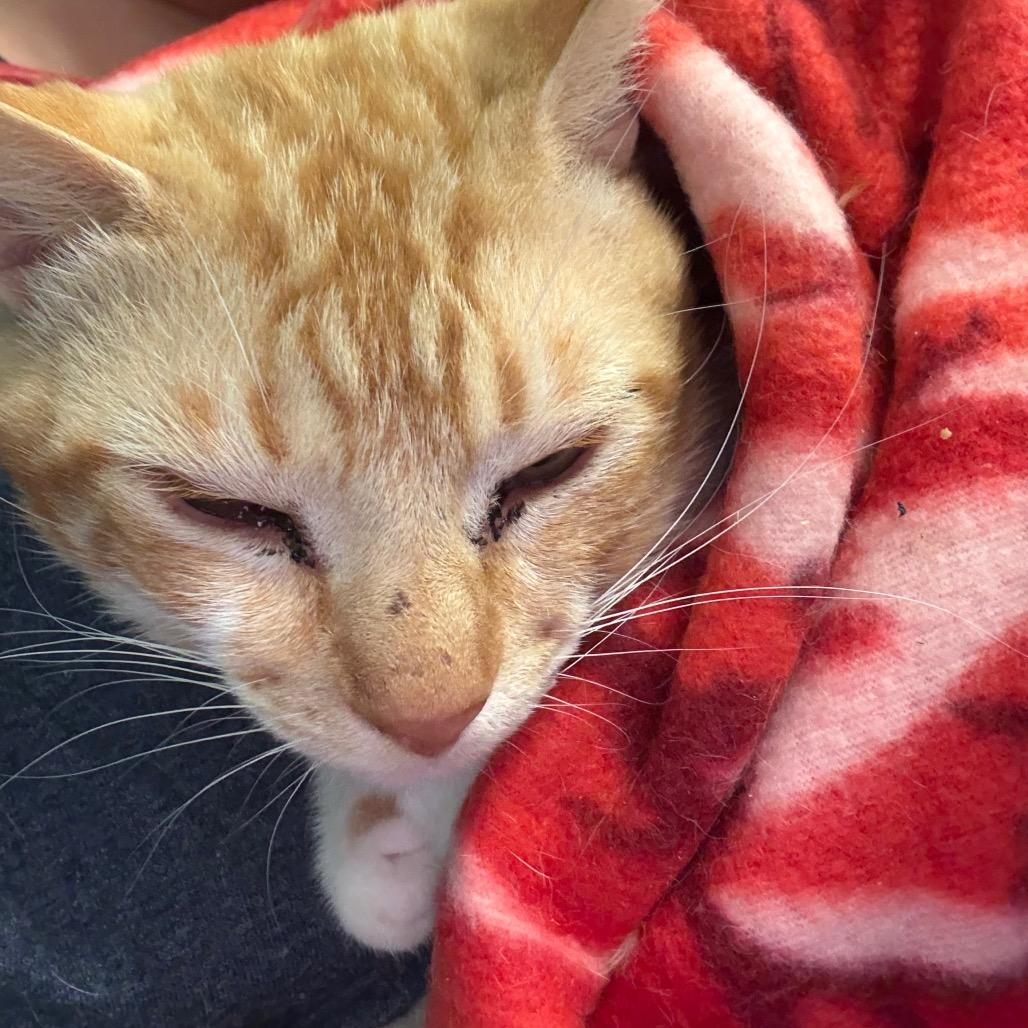 Enlarge Chicken Parm, a Adoptable Domestic Short Hair in Fredericksburg, VA image 6/6