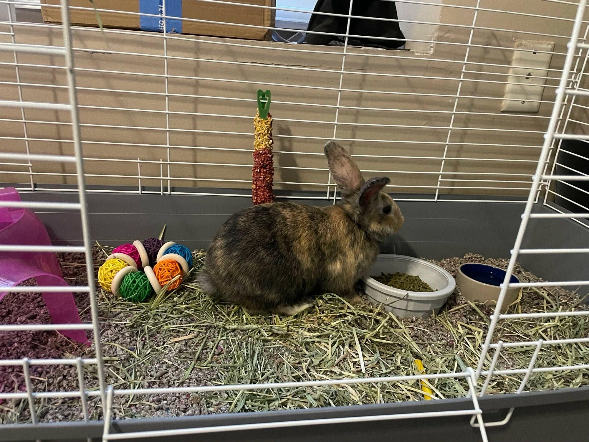 Enlarge Gimli, a Adoptable mixed breed in Chicago, IL image 2/6