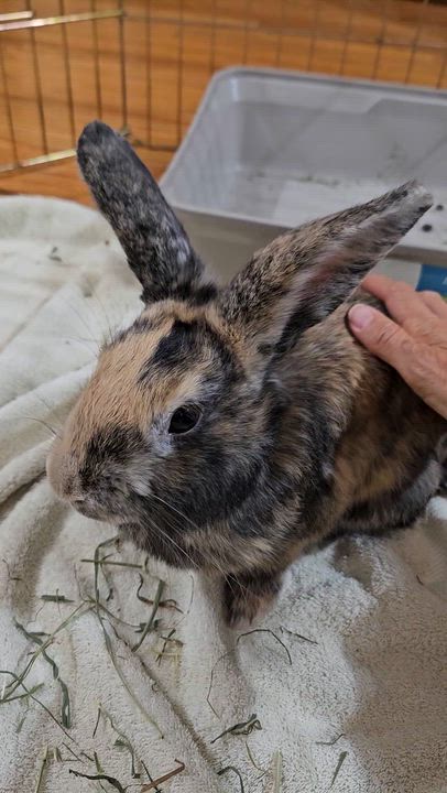 Enlarge Gimli, a Adoptable mixed breed in Chicago, IL video 6/6
