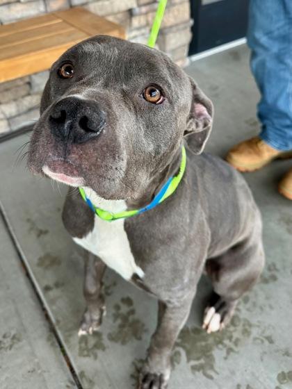 Enlarge Iggy, a Adoptable mixed breed in Yakima, WA image 2/3
