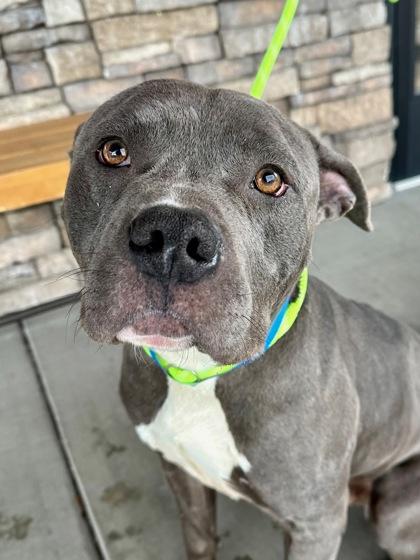 Enlarge Iggy, a Adoptable mixed breed in Yakima, WA image 3/3